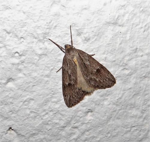 Pachycnemia hippocastanaria